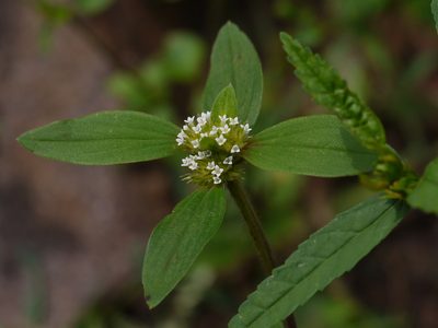 Spermacoce ocymoides, photographed by Dinesh Valke