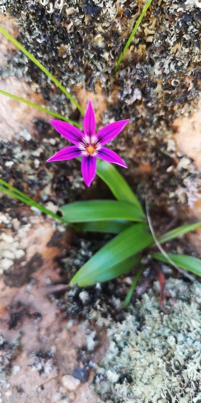 Romulea kamisensis, photographed by leandra-k_89