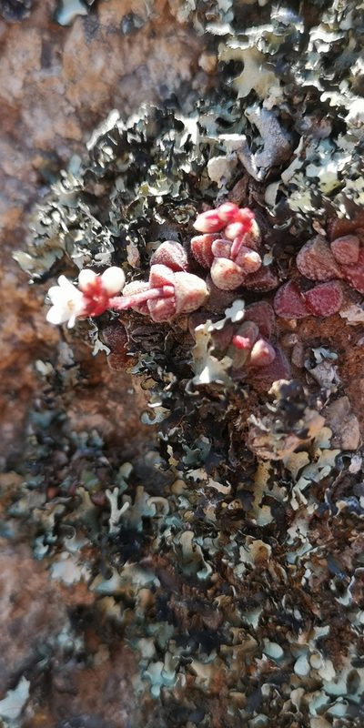 Crassula elegans, photographed by leandra-k_89