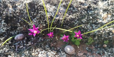 Romulea kamisensis, photographed by leandra-k_89