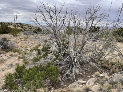 Juniperus monosperma, photographed by CK2AZ