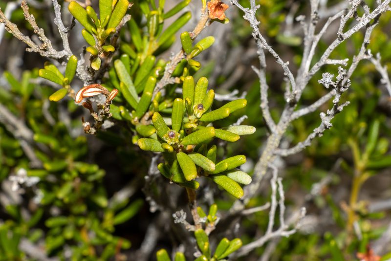 Beyeria leschenaultii, photographed by T. Hammer
