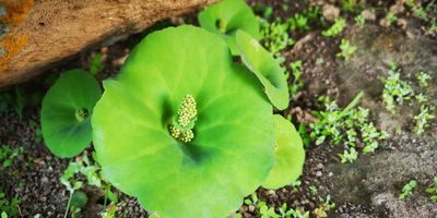Crassula umbella, photographed by leandra-k_89