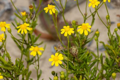 Senecio spanomerus, photographed by T. Hammer