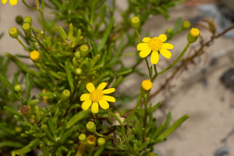 Senecio spanomerus, photographed by T. Hammer
