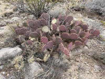 Opuntia macrocentra, photographed by CK2AZ