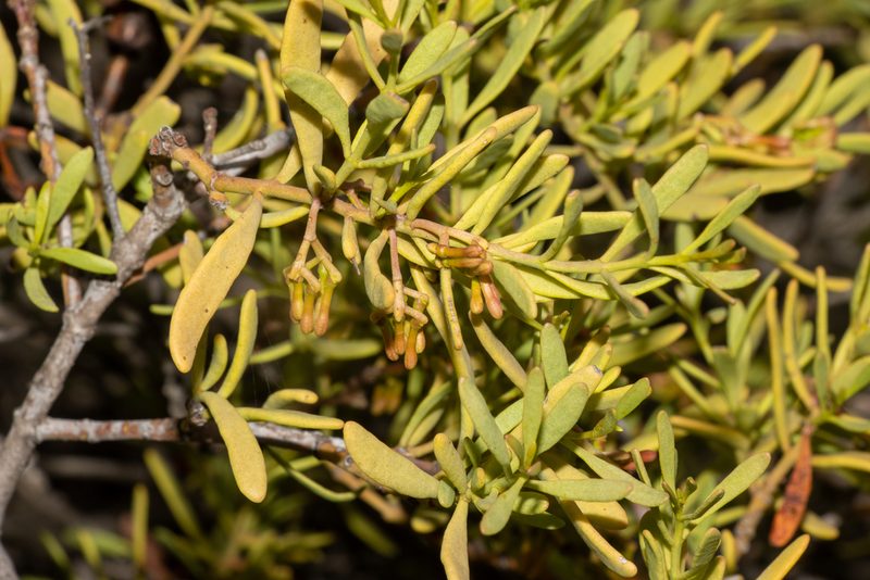 Amyema melaleucae, photographed by T. Hammer