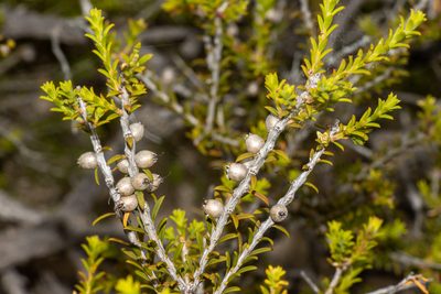 Melaleuca lanceolata, photographed by T. Hammer