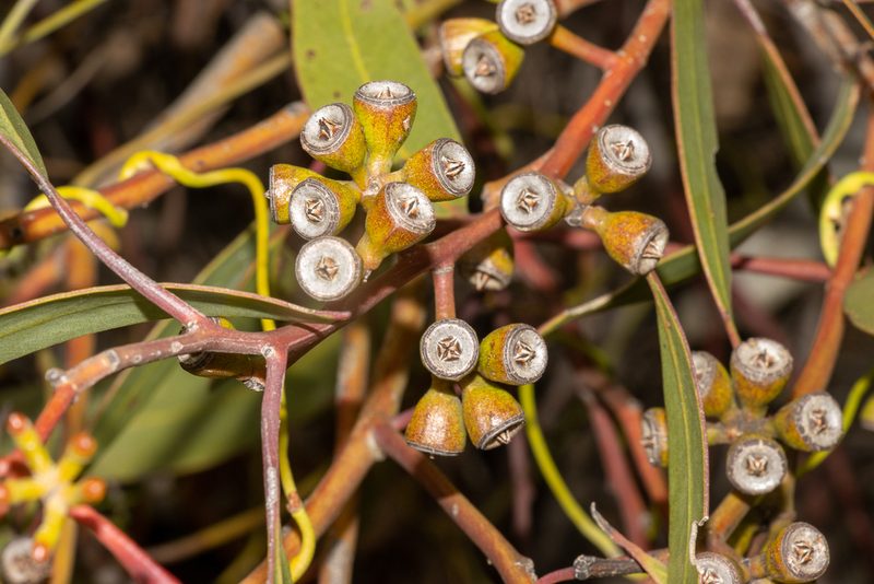 Eucalyptus calcareana, photographed by T. Hammer