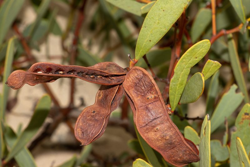 Acacia anceps, photographed by T. Hammer