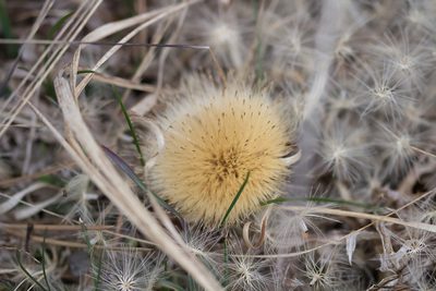 Carlina acaulis, photographed by David Sandler