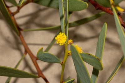 Acacia anceps, photographed by T. Hammer