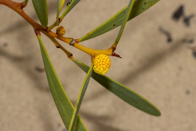 Acacia anceps, photographed by T. Hammer