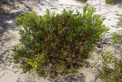 Acacia anceps, photographed by T. Hammer