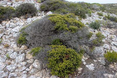 Acrotriche patula, photographed by T. Hammer