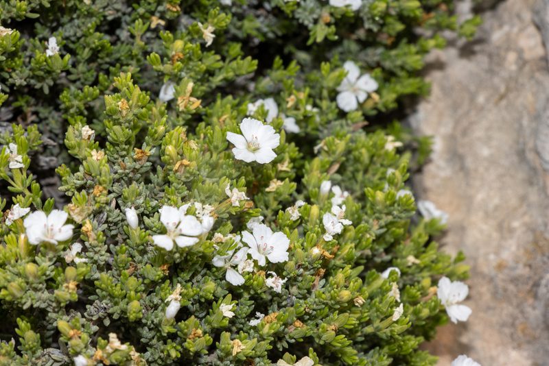 Frankenia sessilis, photographed by T. Hammer