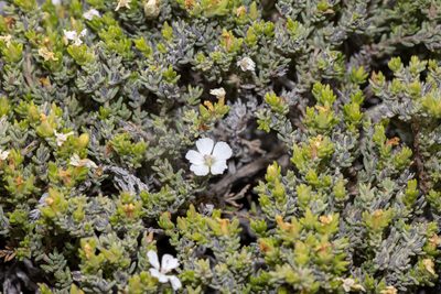 Frankenia sessilis, photographed by T. Hammer