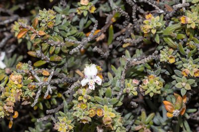 Westringia rigida, photographed by T. Hammer