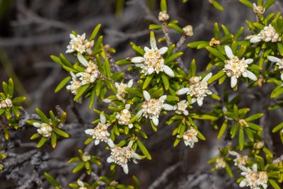 Spyridium phylicoides, photographed by T. Hammer