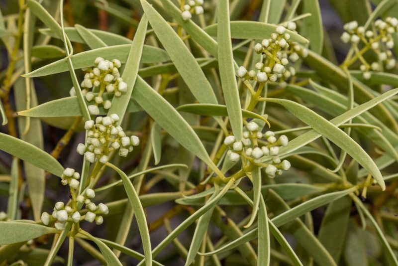 Santalum acuminatum, photographed by T. Hammer