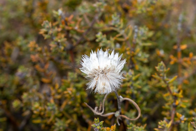 Helichrysum leucopsideum, photographed by T. Hammer