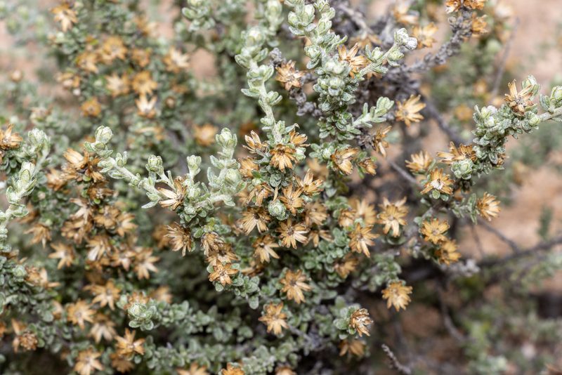 Olearia minor, photographed by T. Hammer