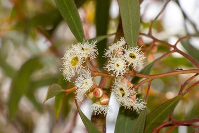 Eucalyptus gracilis, photographed by T. Hammer