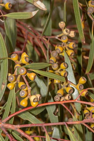 Eucalyptus gracilis, photographed by T. Hammer
