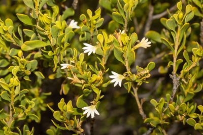 Scaevola bursariifolia, photographed by T. Hammer