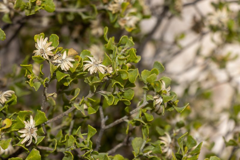 Olearia muelleri, photographed by T. Hammer