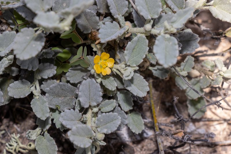 Sida spodochroma, photographed by T. Hammer