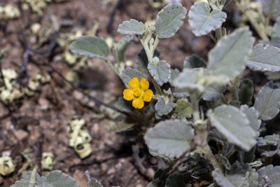 Sida spodochroma, photographed by T. Hammer