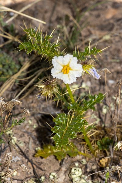 Solanum hystrix, photographed by T. Hammer