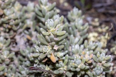 Sclerolaena diacantha, photographed by T. Hammer