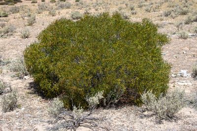 Acacia hakeoides, photographed by T. Hammer