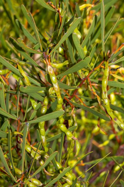 Acacia hakeoides, photographed by T. Hammer