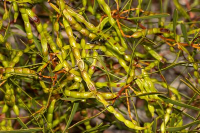 Acacia hakeoides, photographed by T. Hammer