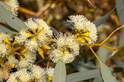 Eucalyptus yalatensis, photographed by T. Hammer