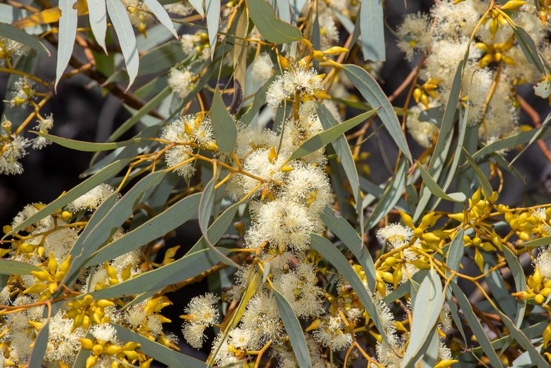 Eucalyptus yalatensis, photographed by T. Hammer