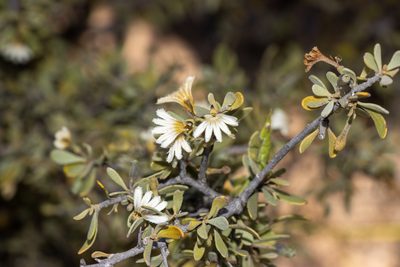 Scaevola spinescens, photographed by T. Hammer