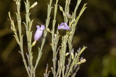 Eremophila scoparia, photographed by T. Hammer
