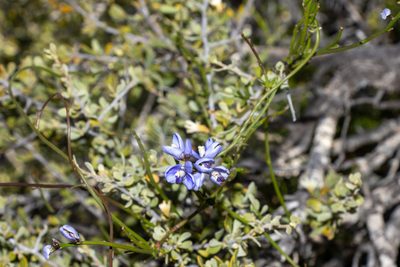 Comesperma volubile, photographed by T. Hammer
