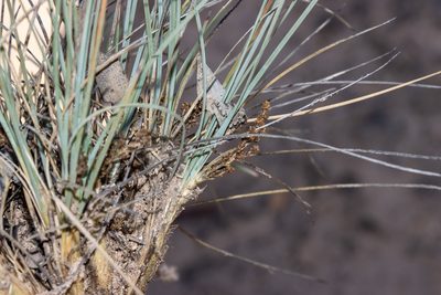 Lomandra collina, photographed by T. Hammer