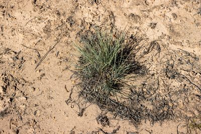 Lomandra collina, photographed by T. Hammer