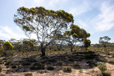 Eucalyptus brachycalyx, photographed by T. Hammer