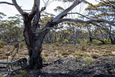Eucalyptus brachycalyx, photographed by T. Hammer