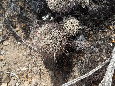 Coryphantha echinus, photographed by Alison Northup
