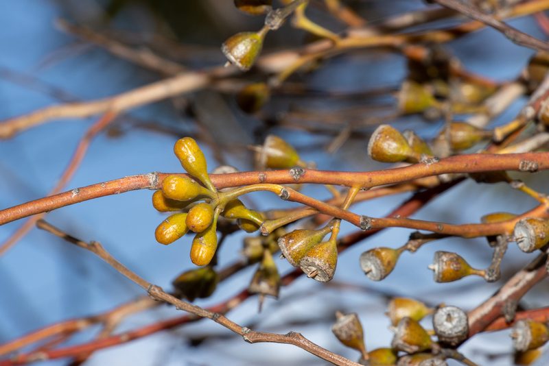 Eucalyptus brachycalyx, photographed by T. Hammer