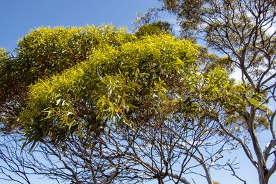 Eucalyptus brachycalyx, photographed by T. Hammer
