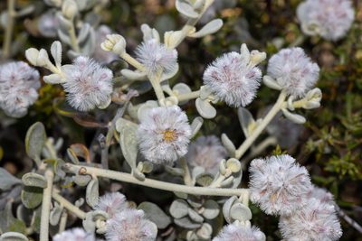 Ptilotus obovatus, photographed by T. Hammer